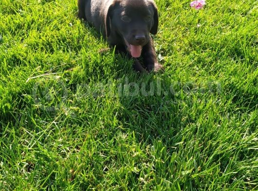 Sevimli Çikolata Labrador Yavrular görsel