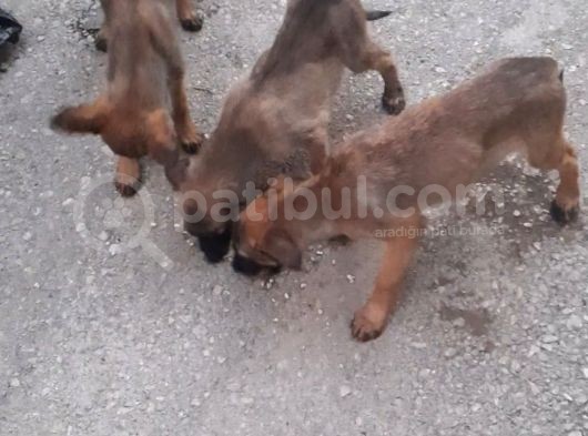 Anne Altından Saf Kan 2 Aylık Belçika Kurdu görsel