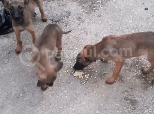 Anne Altından Saf Kan 2 Aylık Belçika Kurdu görsel