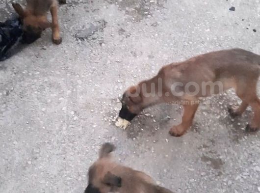 Anne Altından Saf Kan 2 Aylık Belçika Kurdu görsel