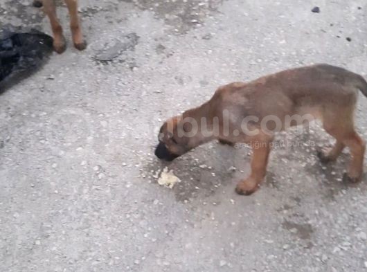 Anne Altından Saf Kan 2 Aylık Belçika Kurdu
