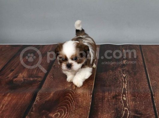 2 Aylık Erkek Shih Tzu 50 Günlük