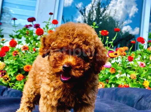 Toy Poodle