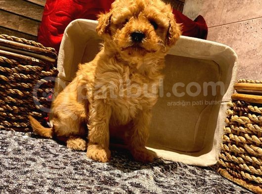 Safkan Toy Poodle Yavrularımız görsel