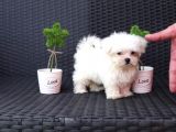 Safkan Mini Boy Maltese Terrier