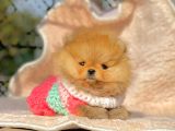 Safkan Pomeranian Boo Yavrularımız