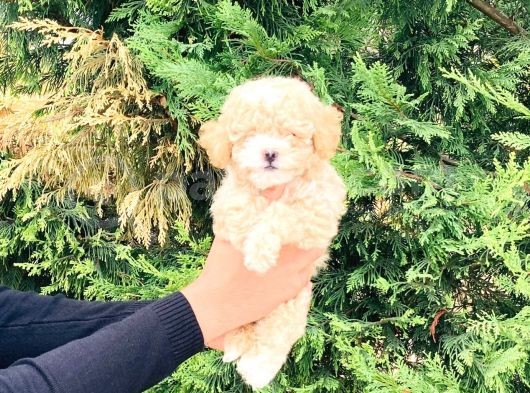Maltipoo Yavrular görsel