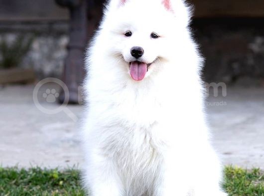 Samoyed Yavrular görsel