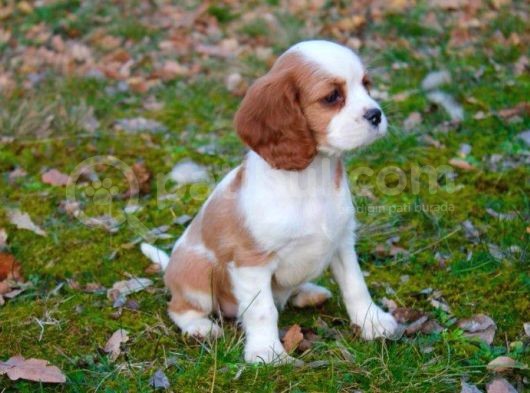 Cavali̇er King Charles Yavrular
