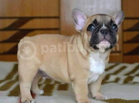 French Bulldog görsel