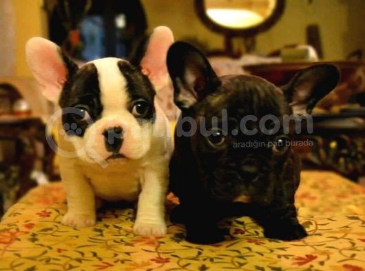 French Bulldog görsel