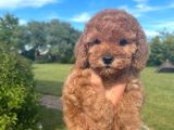 Toy Poodle Yavrular Anne Baba Görebi̇li̇rsi̇ni̇z