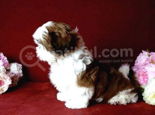 Shi̇h Tzu Yavrular