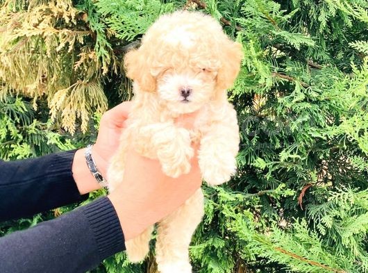 Maltipoo Yavrular