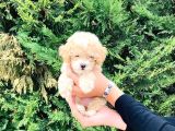 Maltipoo Yavrular