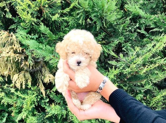 Maltipoo Yavrular görsel