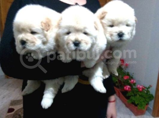 Chow Chow Yavrular görsel