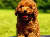 Toy Poodle