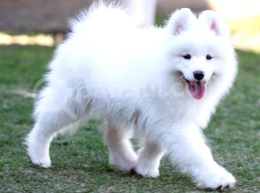 Samoyed Yavrular görsel