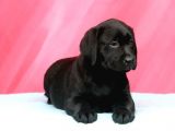 Labrador Retriewer / Choklate