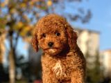 Bebek Surat Toy Poodle Yavrular