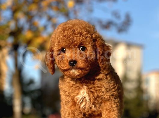 Bebek Surat Toy Poodle Yavrular görsel