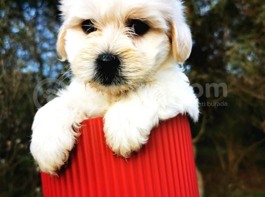Irk Ve Sağlık Garantili Morkie görsel