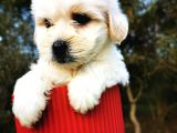 Irk Ve Sağlık Garantili Morkie