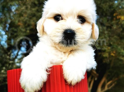 Irk Ve Sağlık Garantili Morkie