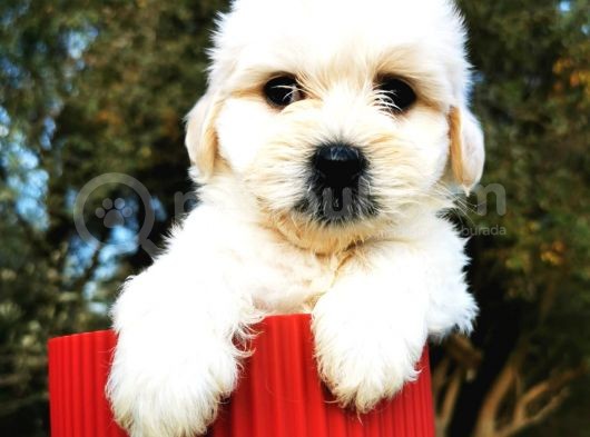 Irk Ve Sağlık Garantili Morkie görsel