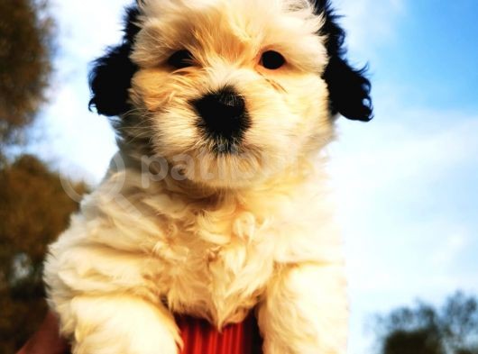 Irk Garantili Morkie Bebeğim