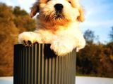 Maltipoo Bebeğim
