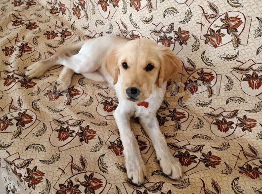 Golden Köpek Yavrusu