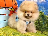 Pomeranian Boo Teddy Bear Yavrular