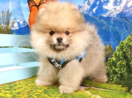 Pomeranian Boo Teddy Bear Yavrular görsel