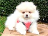 Pomeranian Boo Teddy Bear Yavrular
