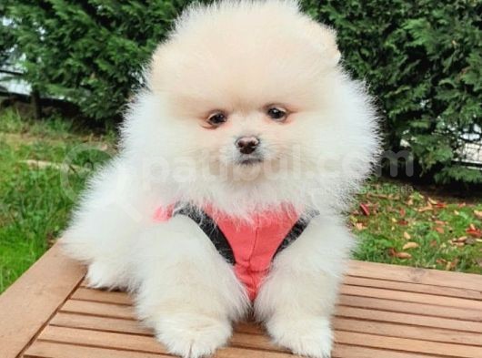 Pomeranian Boo Teddy Bear Yavrular