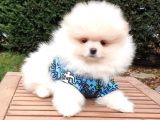 Orjinal Pomeranian Boo Yavrularımız