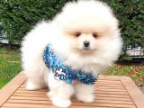 Orjinal Pomeranian Boo Yavrularımız