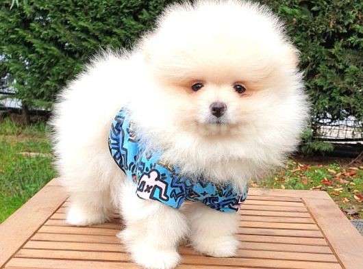 Orjinal Pomeranian Boo Yavrularımız görsel