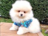 Orjinal Pomeranian Boo Yavrularımız