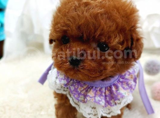 Çocuklarla Uyumlu Red Brown Toy Poodle Yavrularimiz görsel