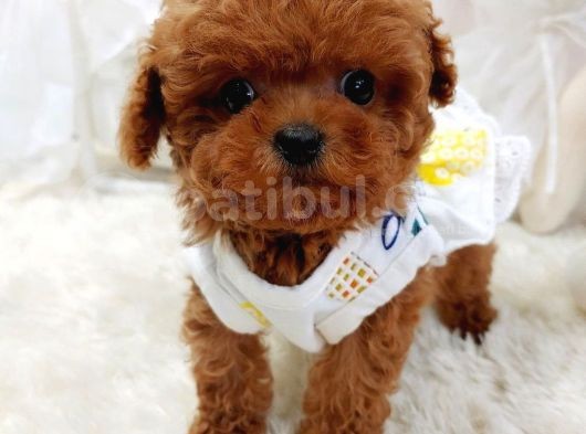 Çocuklarla Uyumlu Red Brown Toy Poodle Yavrularimiz görsel