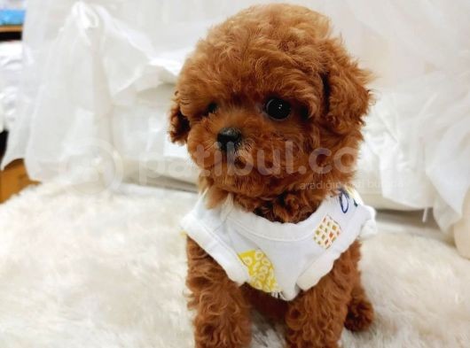 Çocuklarla Uyumlu Red Brown Toy Poodle Yavrularimiz görsel