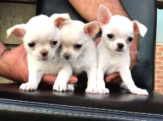 Chihuahua Şivava Bebek Geldi 