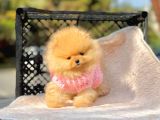 Teddy Face Boo Pomeranian Yavrular
