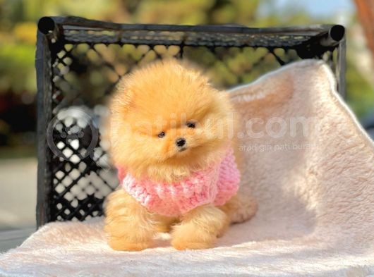 Teddy Face Boo Pomeranian Yavrular görsel