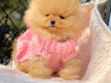 Teddy Face Boo Pomeranian Yavrular