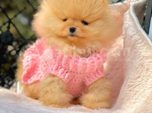 Teddy Face Boo Pomeranian Yavrular görsel