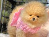Teddy Face Boo Pomeranian Yavrular